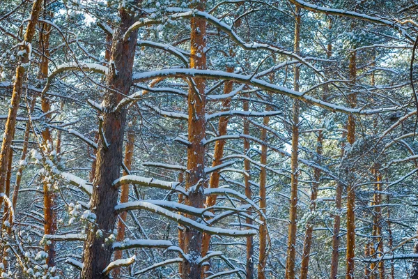 Pineta di primo piano in una neve — Foto Stock