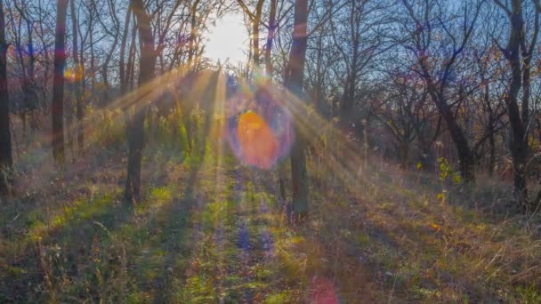 Lapso de tempo floresta primavera Vídeo De Bancos De Imagens