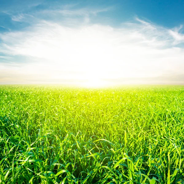 Green field at the sunrise — Stock Photo, Image