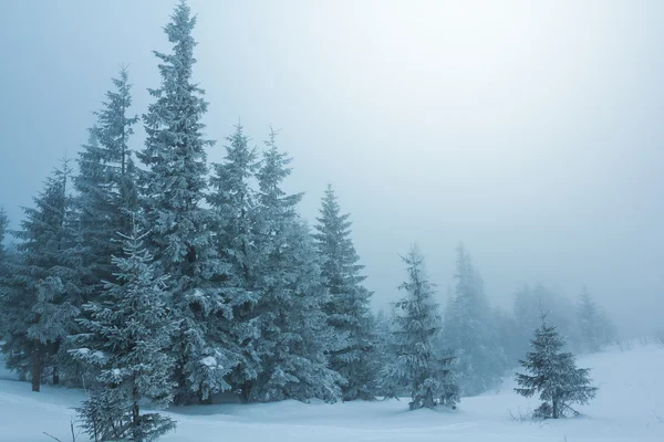 Mistige winter forest — Stockfoto