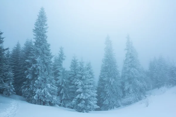 Floresta de abeto de neve em uma névoa — Fotografia de Stock