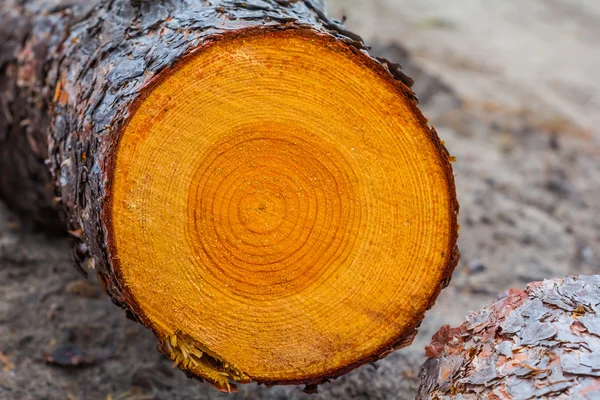 Closeup pine log — Stock Photo, Image