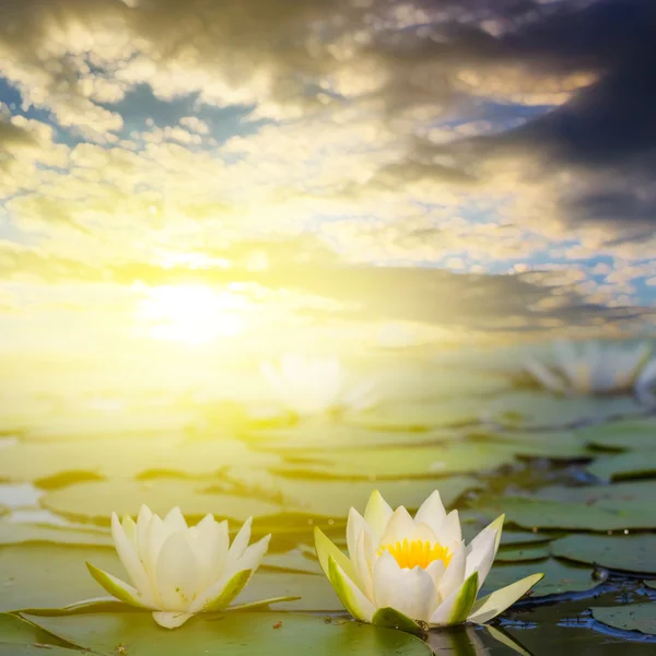 Primo piano gigli bianchi su un lago al tramonto — Foto Stock