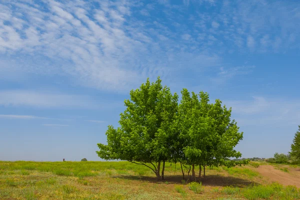 Letní strom scéna — Stock fotografie