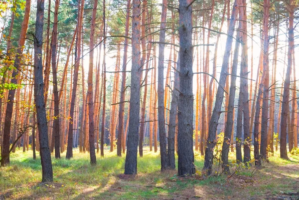 Pine tree forest — Stock Photo, Image