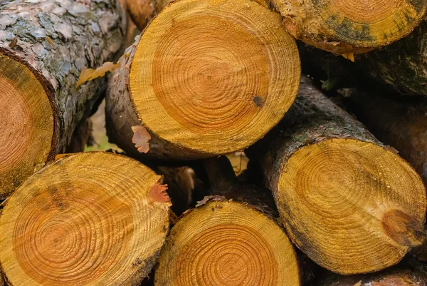Closeup tree logs — Stock Photo, Image