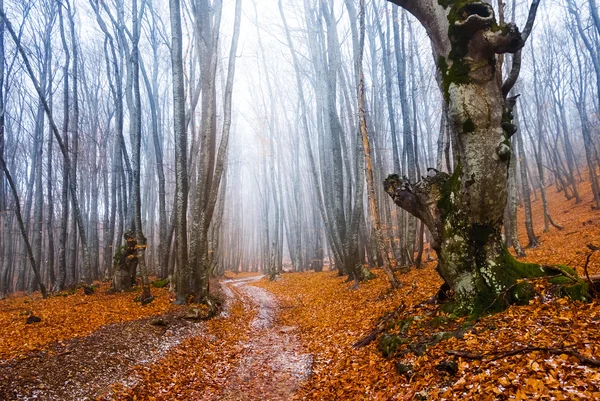Jesień las mglisty — Zdjęcie stockowe