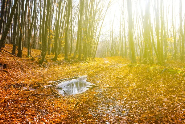 Φθινόπωρο δάσος σκηνή — Φωτογραφία Αρχείου