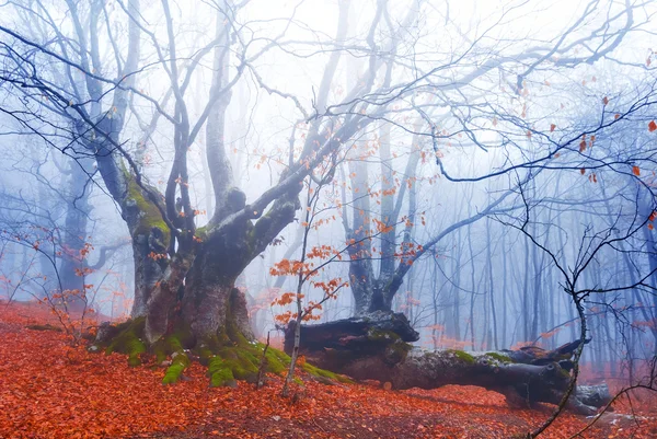 Floresta de faia nebulosa — Fotografia de Stock