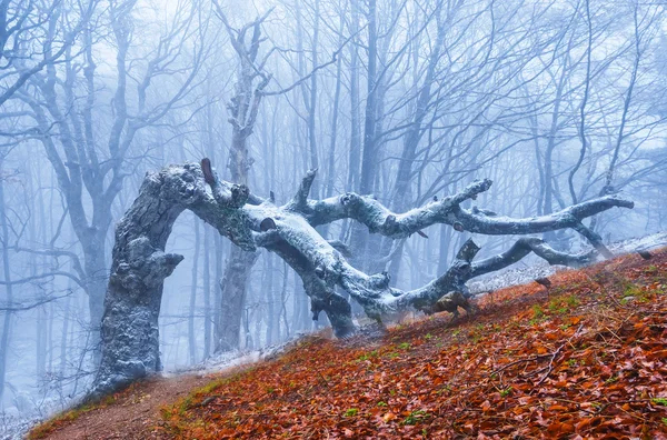 Floresta de montanha em uma névoa — Fotografia de Stock