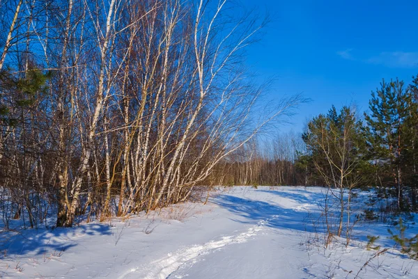 Winter forest scène — Stockfoto