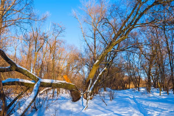 Zimní lesní scény — Stock fotografie