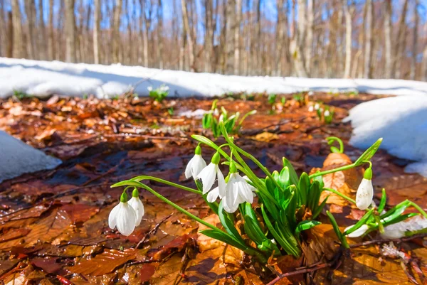 bir bahar ormanda beyaz kardelen
