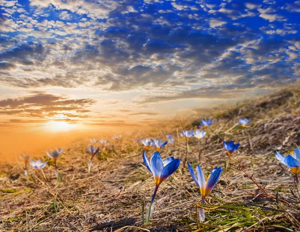 Colina en una flor al atardecer —  Fotos de Stock