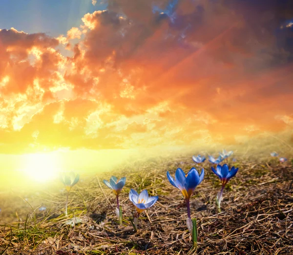 Gün batımında mavi çiçekler — Stok fotoğraf
