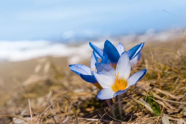 Nahaufnahme schöne Blumen in einer Frühlingsprärie — Stockfoto