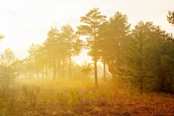 Kvällen skogens scenen — Stockfoto