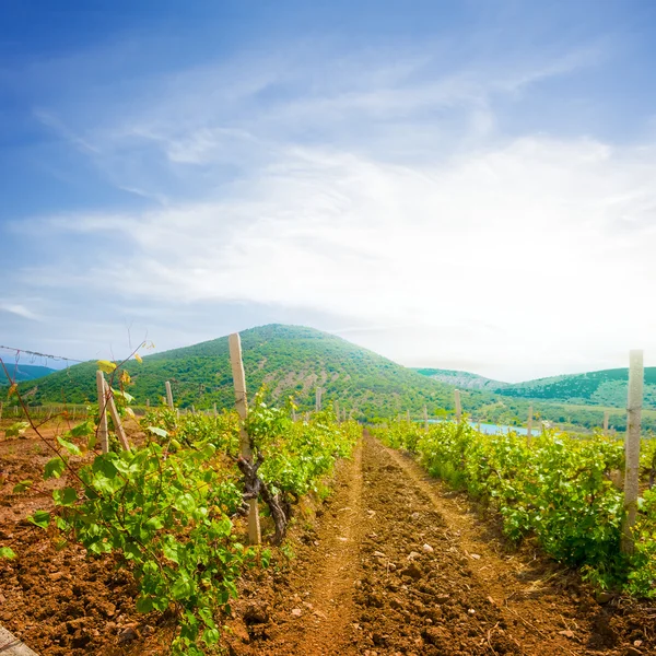 Summer vine valley — Stock Photo, Image