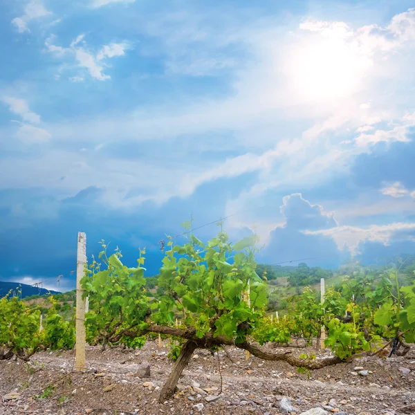 Sommer-Weinberg-Szene — Stockfoto