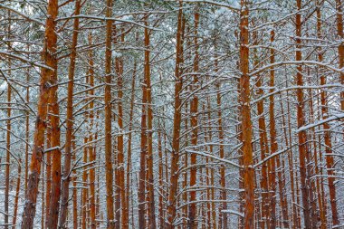 Kış çam ağacı orman