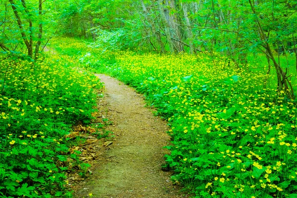 Camino a través de un bosque verde de verano —  Fotos de Stock