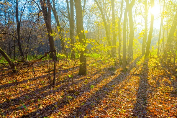 Skogen på morgonen — Stockfoto