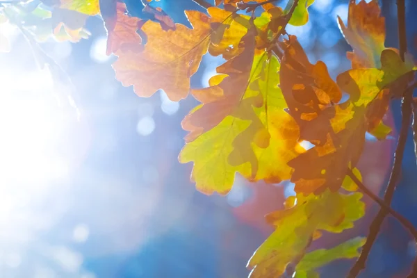 Närbild ek gren i en strålar från solen — Stockfoto