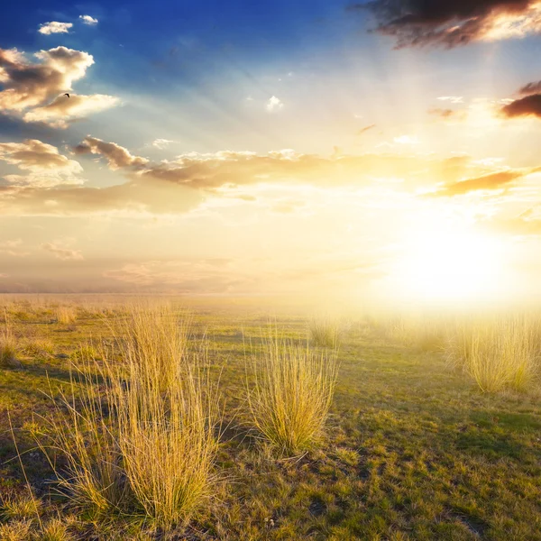 Droge prairie op de sunsrt — Stockfoto