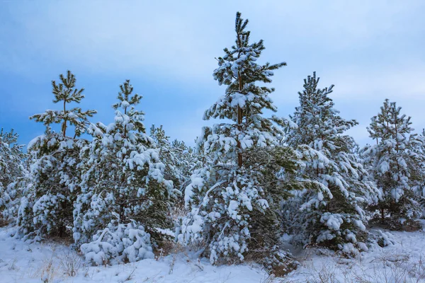 Сосновый лес в снегу — стоковое фото