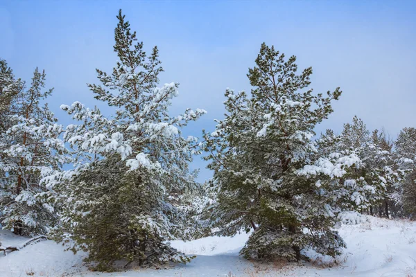 Winterwald-Szene — Stockfoto