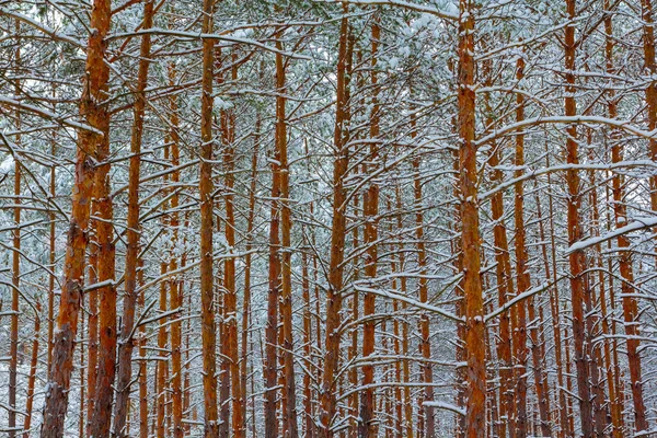 Bosque de pino de invierno — Foto de Stock