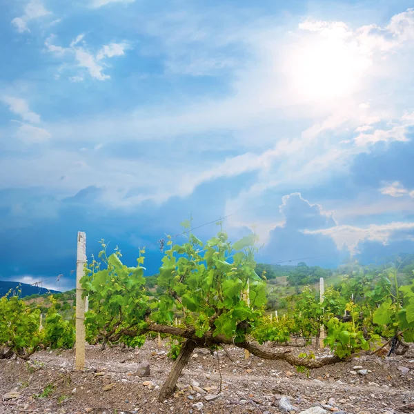 Summer vineyard scene — Stock Photo, Image