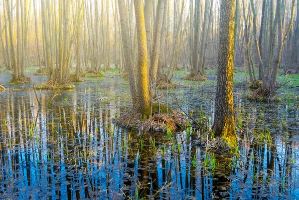 Весенний лес в воде — стоковое фото