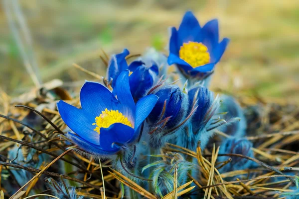 Closeup blauwe bloemen op een bos-glade — Stockfoto