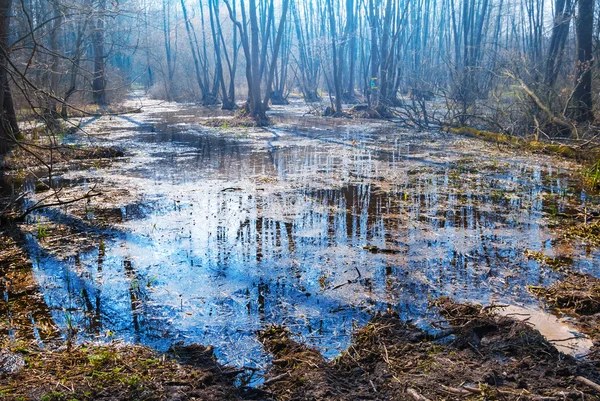 Lente overstroomd bos — Stockfoto