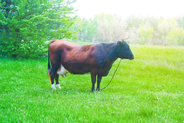 Hnědá kráva na venkově pastviny — Stock fotografie