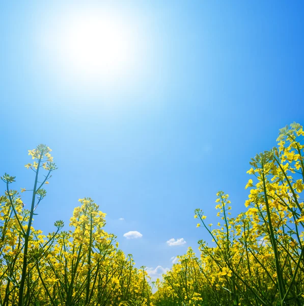 Yellow rape sprouts in a rays of sun — Stock Photo, Image