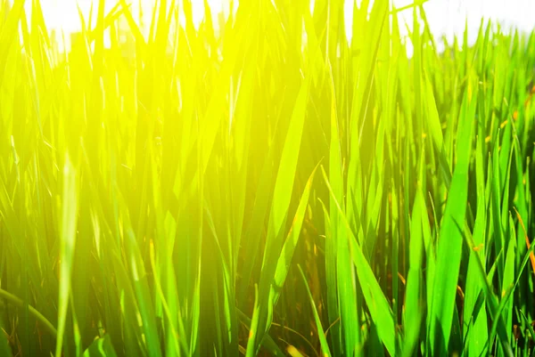 Зеленая трава крупного плана — стоковое фото