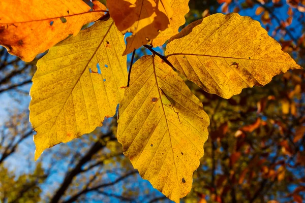 Сухие листья крупным планом — стоковое фото