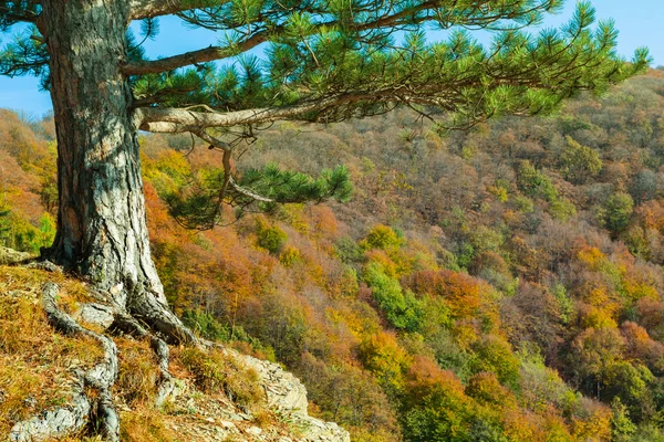 Oude pijnboom op een helling van mount — Stockfoto