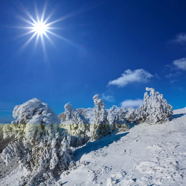 Vinter snöbunden skog under en gnistrande sol — Stockfoto