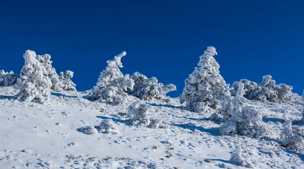 Vinter insnöade skogens scenen — Stockfoto