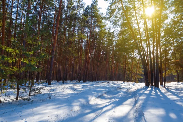 Foresta invernale in e sole — Foto Stock