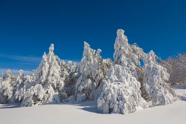 冬の森パノラマ — ストック写真