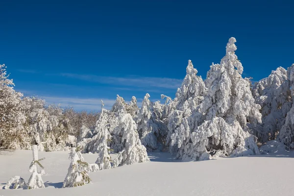 겨울 눈에 갇힌 숲 — 스톡 사진