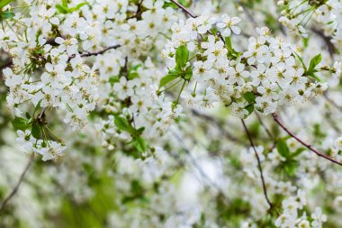 Çiçekli kiraz ağacı
