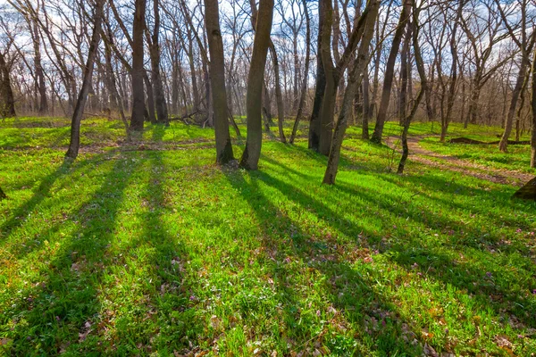 Lente bos scène — Stockfoto