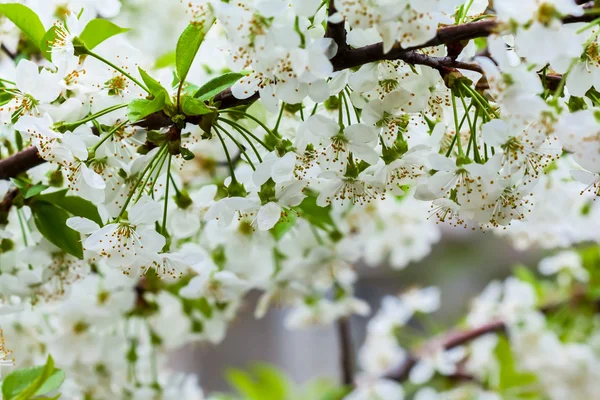 Ramo de cereja flor — Fotografia de Stock