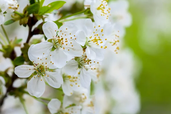 Fechar flor de cereja — Fotografia de Stock