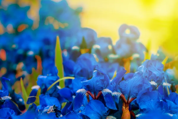 Kwiaty niebieskie zbliżenie — Zdjęcie stockowe